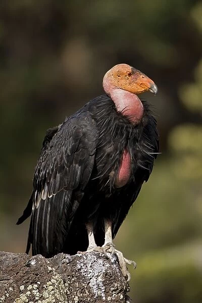 California Condor - On rock - Utah - USA