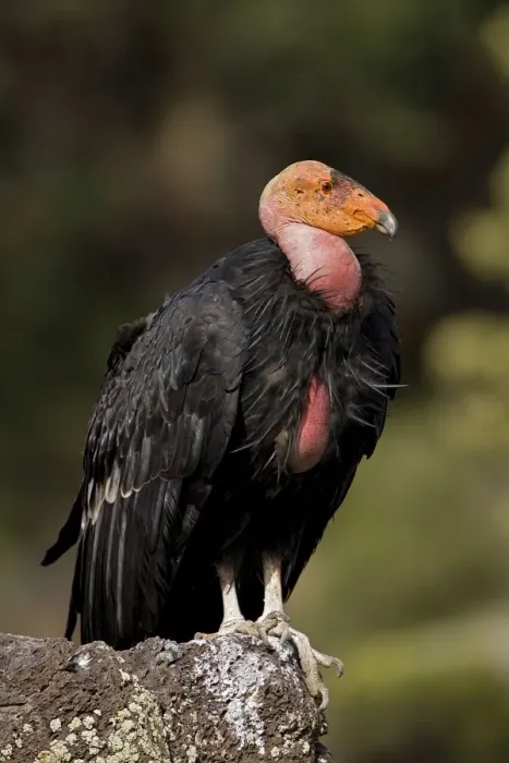 Framed Print : California Condor - On rock - Utah - USA Framed Print : California Condor - On rock - Utah - USA
