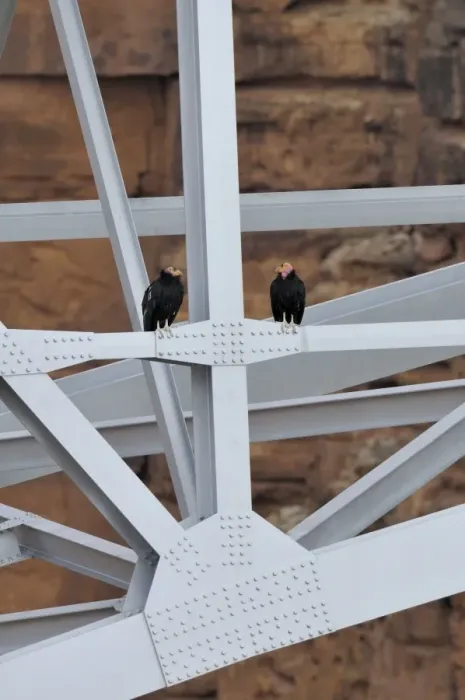 Framed Print : California Condor - sitting on Navajo Bridge across Marble Canyon - (Colorado River) - Grand Canyon National Park - Arizona - USA _C3A0380 Framed Print : California Condor - sitting on Navajo Bridge across Marble Canyon - (Colorado River) - Grand Canyon National Park - Arizona - USA _C3A0380