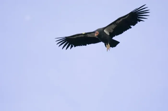 Framed Print : California Condor - soaring on thermals. Southwestern U. S. Note: All but one of the hundred plus wild california condors in North America are number tagged and fitted with a radio wing clip so biologists can track them Framed Print : California Condor - soaring on thermals. Southwestern U. S. Note: All but one of the hundred plus wild california condors in North America are number tagged and fitted with a radio wing clip so biologists can track them