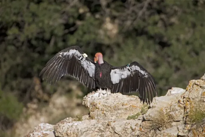 Framed Print : California Condor - Sunning itself on rock showing wing tags - Utah - USA Framed Print : California Condor - Sunning itself on rock showing wing tags - Utah - USA