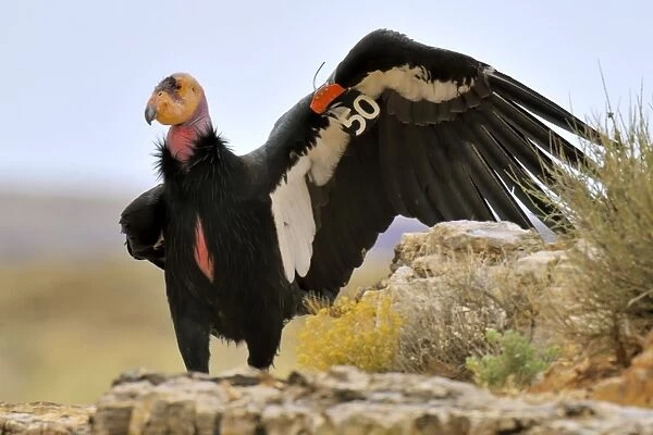 California Condor - with tags - near Marble Canyon (Colorado River) - Grand Canyon National Park - Arizona - USA _C3A0256