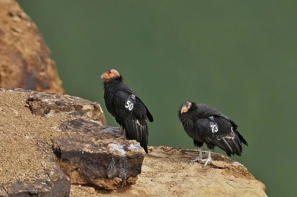 California Condors - with tags - near Grand Canyon National Park - Arizona - USA _C3A0164