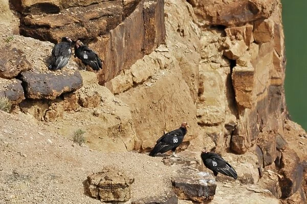 California Condors - with tags - perched on rocks - Grand Canyon National Park - Arizona - USA _CXA2346