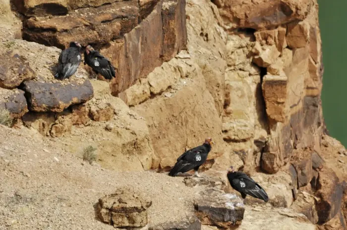 Framed Print : California Condors - with tags - perched on rocks - Grand Canyon National Park - Arizona - USA _CXA2346
