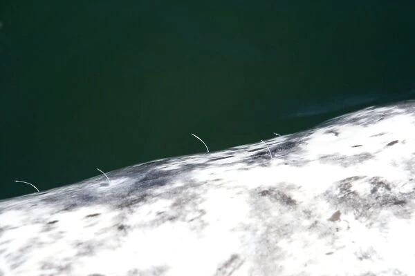 California Gray Whale - adult, photo taken from above the left side of a gray whale, showing the widely spaced bristles or hairs, sprouting from small dimples on the skin of the upper jaw