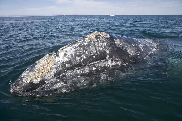 California gray whale, adult - Photographed in San Ignacio Lagoon, Baja California South, Mexico