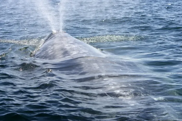 Framed Print : California gray whale, adult - Photographed in San Ignacio Lagoon, Baja California South, Mexico Framed Print : California gray whale, adult - Photographed in San Ignacio Lagoon, Baja California South, Mexico