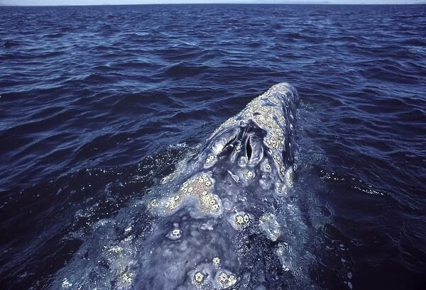 California Gray Whale - Close-up of the head, showing the twin blowholes and barnacle colonies. San Ignacio Lagoon, Baja California South, Mexico