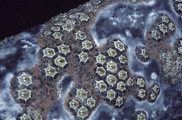 California Gray whale - Cluster of barnacles( Cryptolepas rhachianecti) on the head of a California Grey whale. Cyamids or 'whale lice' (Cyamus scammoni) congregate around and between the barnacles