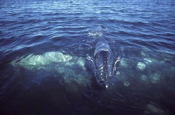California Gray Whale - Mother and calf. The calf is crossing over the mother's back. San Ignacio Lagoon, Baja California South, Mexico. EB 162