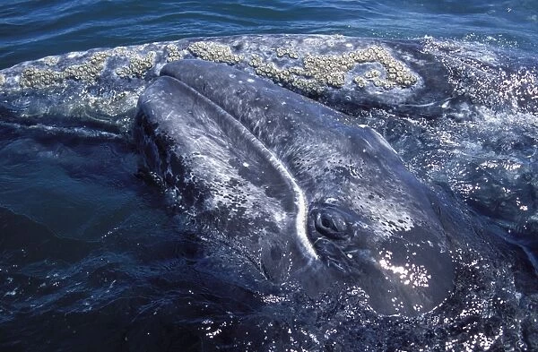 California Gray whale - Mother and calf. San Ignacio Lagoon, Baja California South, Mexico EB 166