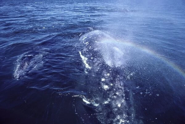 California Gray Whale - Mother and calf