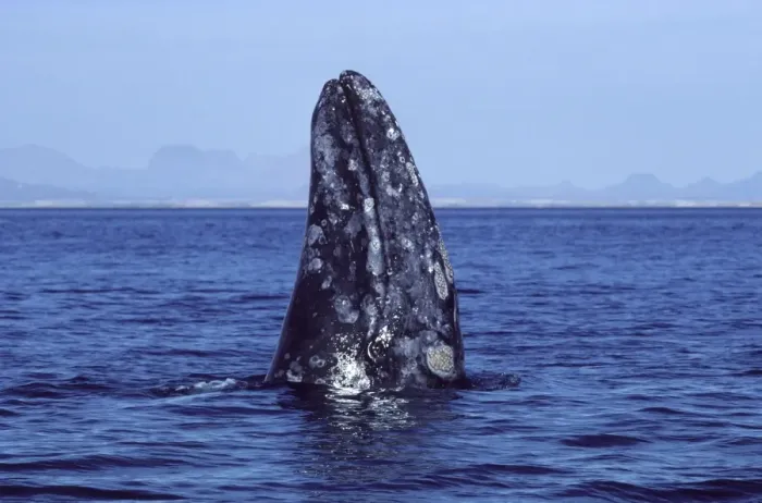 Framed Print : California Gray Whale - Spy-hopping. San Ignacio Lagoon, Baja California, Mexico EB 200 Framed Print : California Gray Whale - Spy-hopping. San Ignacio Lagoon, Baja California, Mexico EB 200