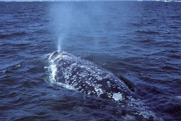 California Grey whale, adult San Ignacio Lagoon, Baja California South, Mexico