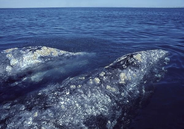 California Grey whale Two adults. San Ignacio Lagoon, Baja California South, Mexico