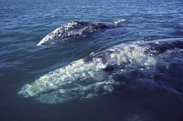 California Grey whale Two adults, in San Ignacio Lagoon, Baja California South, Mexico