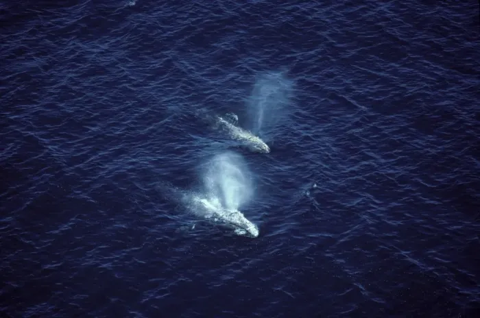 Framed Print : California Grey whale - Aerial view of two adult whales, photographed off the coast of Southern California (USA) during the winter migration. The whales are going south towards the Mexican waters of Baja California Framed Print : California Grey whale - Aerial view of two adult whales, photographed off the coast of Southern California (USA) during the winter migration. The whales are going south towards the Mexican waters of Baja California
