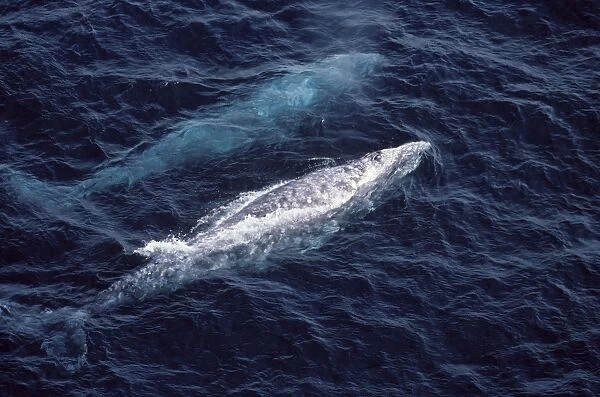 California Grey whale - Aerial view of two adult whales, photographed off the coast of Southern California (USA) during the winter migration. The whales are going south towards the Mexican waters of Baja California