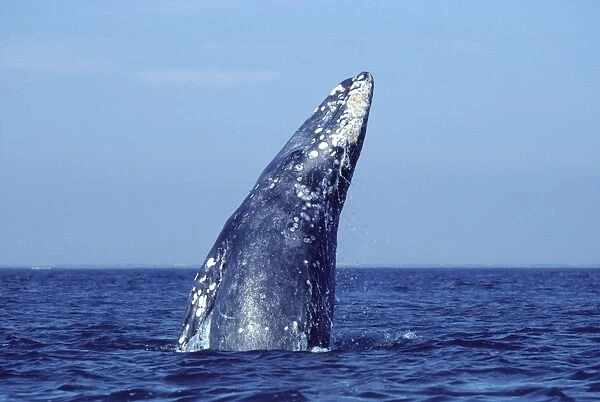 California Grey whale - Breaching. San Ignacio Lagoon, Baja California South, Mexico EB 210