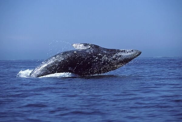 California Grey Whale - Breaching. San Ignacio Lagoon, Baja California South, Mexico. EB 212