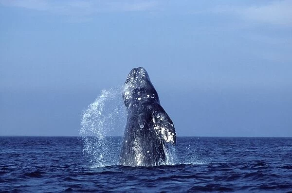 California Grey whale - Breaching. San Ignacio Lagoon, Baja California South, Mexico
