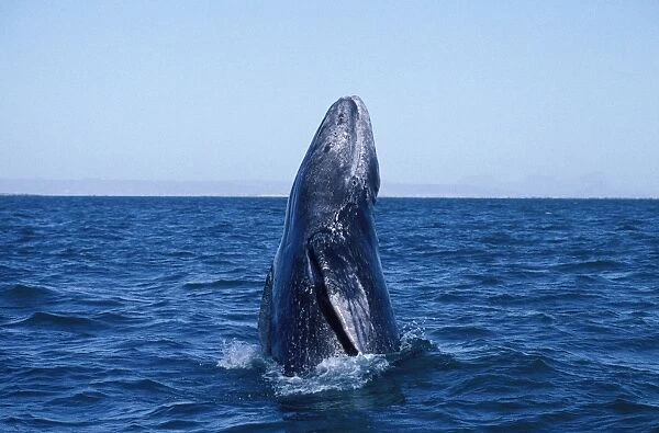 California Grey whale - Calf, breaching. San Ignacio Lagoon, Baja California South, Mexico EB 213