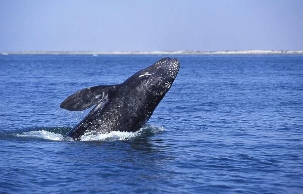 California Grey Whale - Calf, breaching. San Ignacio Lagoon, Baja California, Mexico EB 184