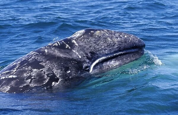 California Grey Whale - Calf. San Ignacio Lagoon, Baja California South, Mexico. EB 181