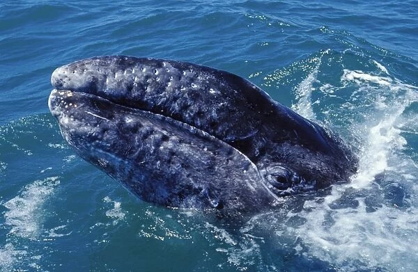 California Grey Whale - Calf. San Ignacio Lagoon, Baja California South, Mexico. EB 182