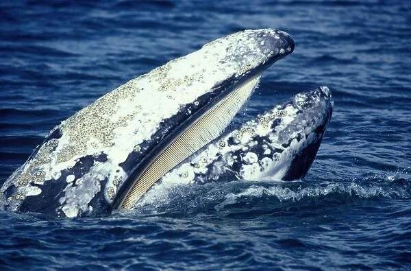 California Grey Whale - Close-up of head, showing the baleen plates hanging from the upper part of the mouth. The very white skin on this individual is unusual. Gray whale skin is dark gray