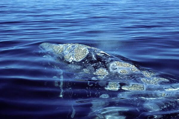 California Grey Whale - Close-up of head area, showing blowholes, and patches of barnacles. San Ignacio Lagoon, Baja California South, Mexico