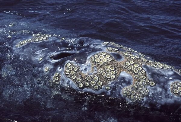 California Grey whale - Cluster of barnacles( Cryptolepas rhachianecti) on the head of a California Grey whale