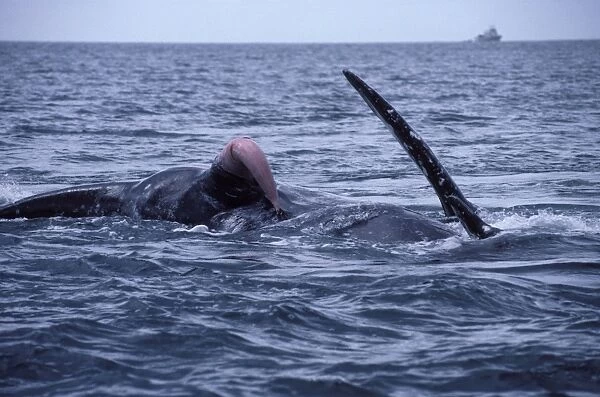 California Grey Whale Courting  /  mating. San Ignacio Lagoon, Baja California south, Mexico