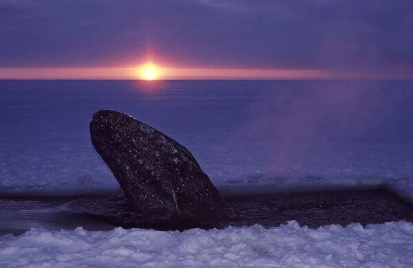 California Grey whale - Grey whale trapped in ice near Barrow, Alaska, October 1988. Rescue effort: series of holes cut in the ice between the stranding area near the coastline, and the open sea