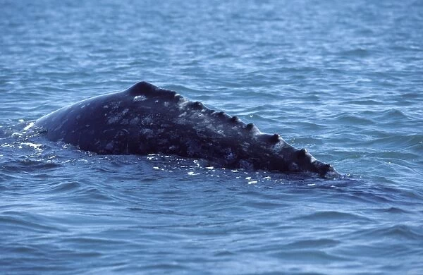 California Grey Whale - Grey whales don't have a dorsal fin, but rather a hump, followed by a series of bumps or 'knuckles' along the top of the caudal peduncle. San Ignacio Lagoon, Baja California South, Mexico