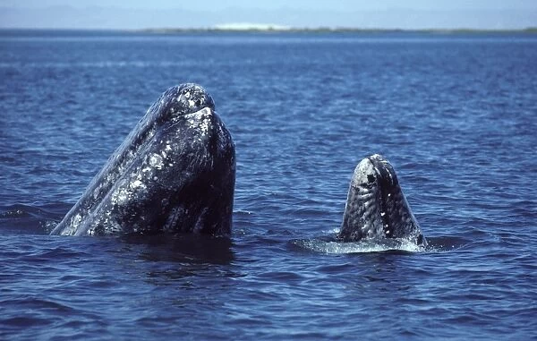 California Grey Whale - mother and calf spy-hopping simultaneously. San Ignacio Lagoon, Baja California South, Mexico