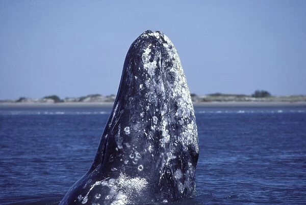 California Grey Whale - Spy-hopping. San Ignacio Lagoon, Baja California, Mexico EB 201