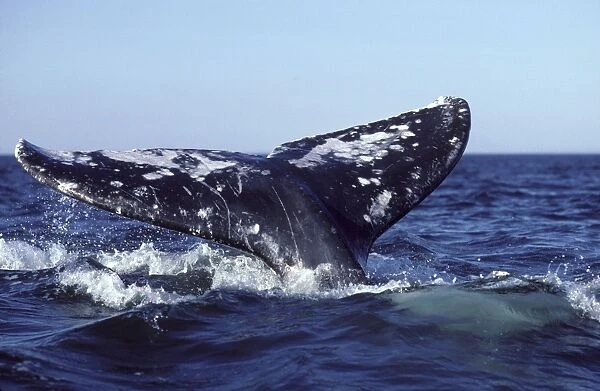 California Grey Whale - Tail (Flukes). San Ignacio Lagoon, Baja California South, Mexico. EB 230