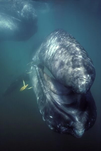 California Grey whale - underwater portrait of a calf; the mother is in the upper left hand corner. The calf approched the boat and the camera. For a few seconds he opened his mouth