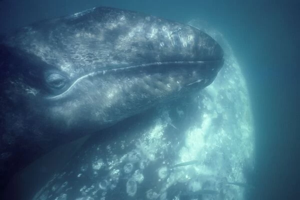 California Grey whale - Underwater portrait of a calf. Note that the calf is touching its mother's body. During their first 3 months of life, grey whale calves stays extremely close to their mother