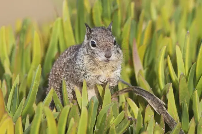 Framed Print : California Ground Squirrel - Lajolla cliffs in San Diego, California, USA in January Framed Print : California Ground Squirrel - Lajolla cliffs in San Diego, California, USA in January