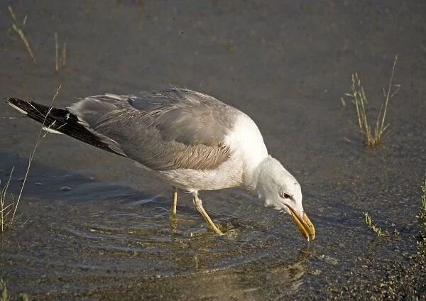 California Gull - eating Alkali Flies, along the shore of Mono Lake California, USA