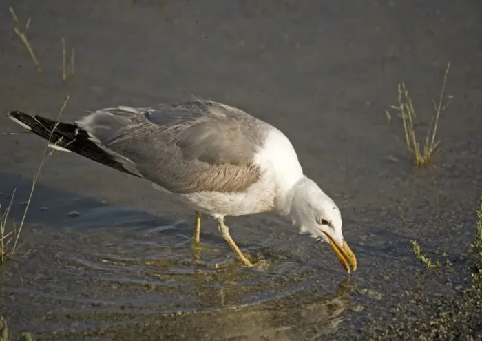 Framed Print : California Gull - eating Alkali Flies, along the shore of Mono Lake California, USA Framed Print : California Gull - eating Alkali Flies, along the shore of Mono Lake California, USA