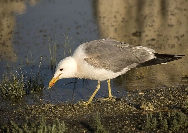 California Gull - eating Alkali Flies along the shore of Mono Lake. California, USA