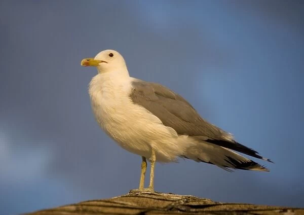 California gull - perched in the evening sun