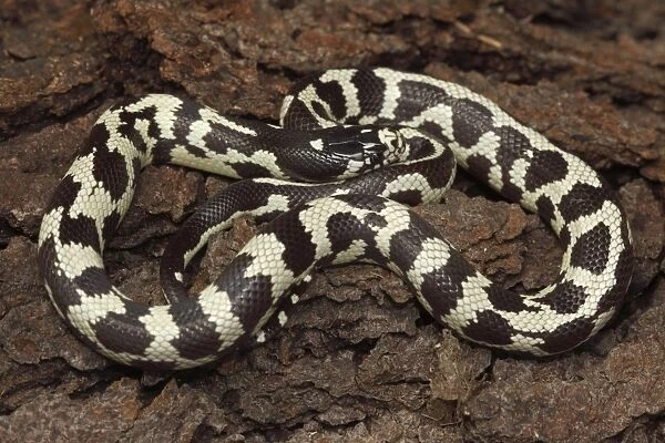 California Kingsnake (aberrant phase) - controlled conditions - USA