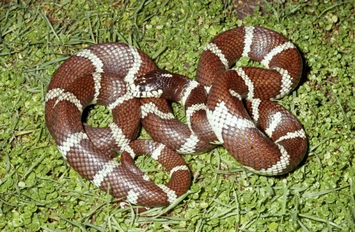 Framed Print : California Kingsnake - Palo Alto - California - USA Framed Print : California Kingsnake - Palo Alto - California - USA