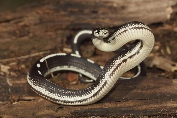 California Kingsnake (striped phase) - controlled conditions - USA