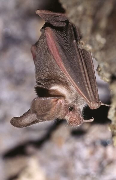 California Leaf-nosed Bat